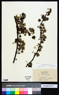 Ribes divaricatum image