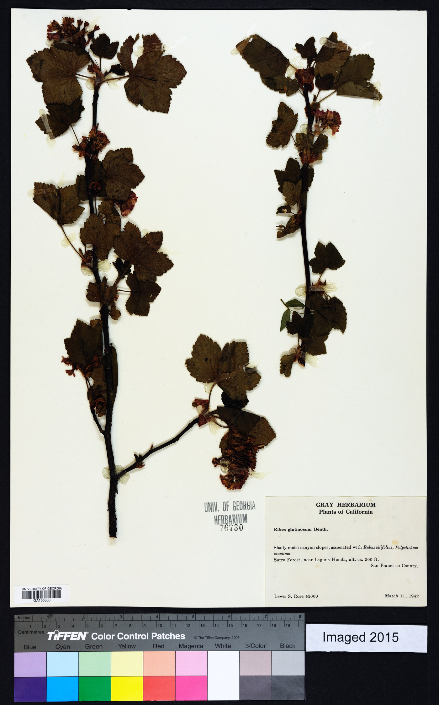 Ribes glutinosum image