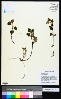Image of Ribes hirtum