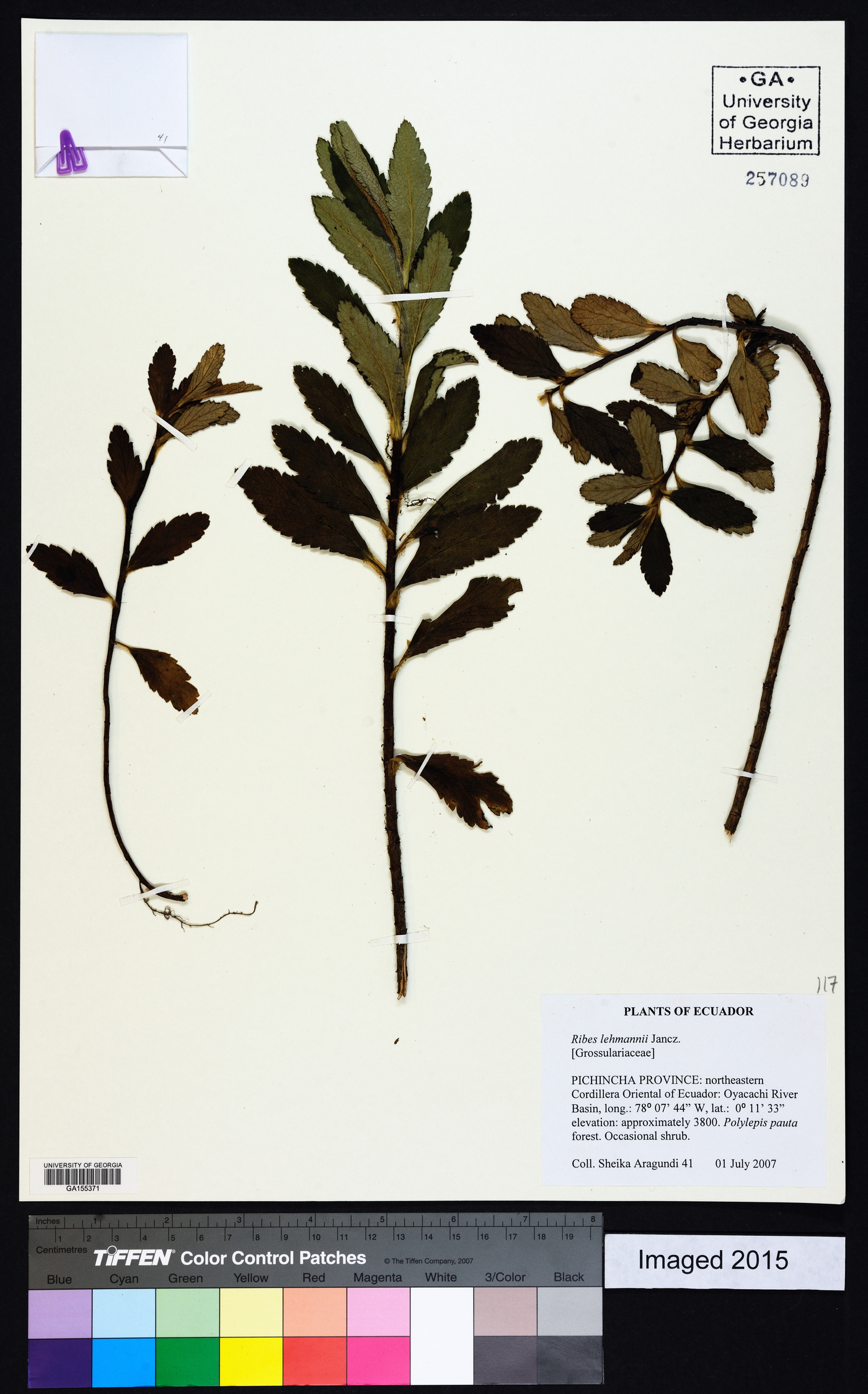 Ribes lehmannii image