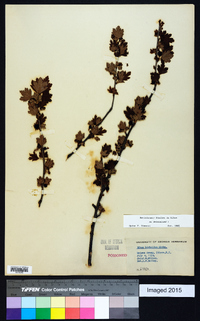 Ribes hirtellum image