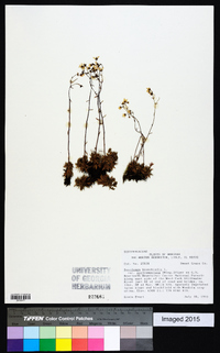 Saxifraga bronchialis var. austromontana image