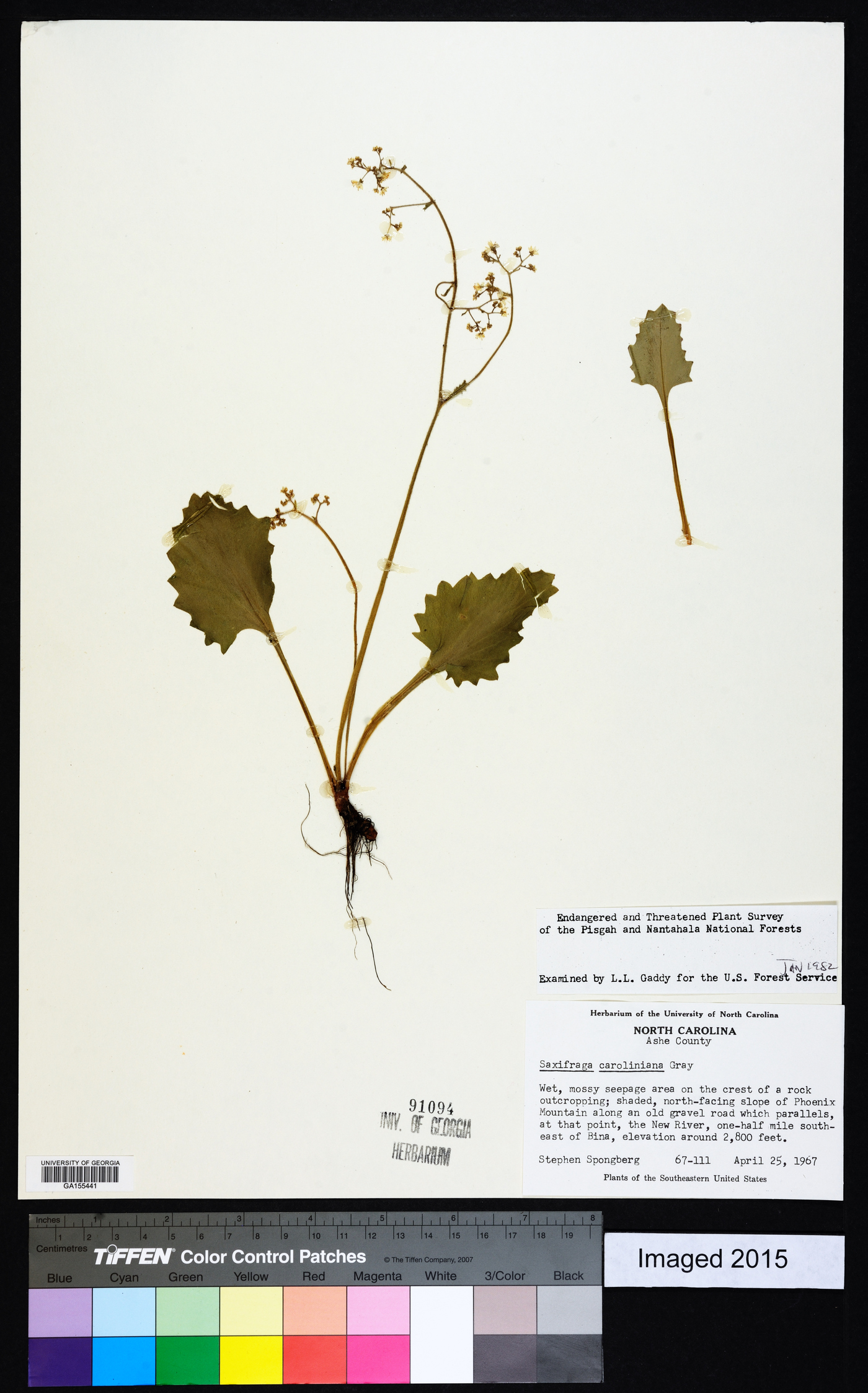 Saxifraga caroliniana image