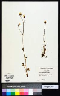 Saxifraga granulata image