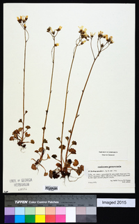 Saxifraga granulata image