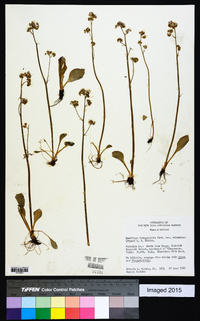 Saxifraga integrifolia var. columbiana image