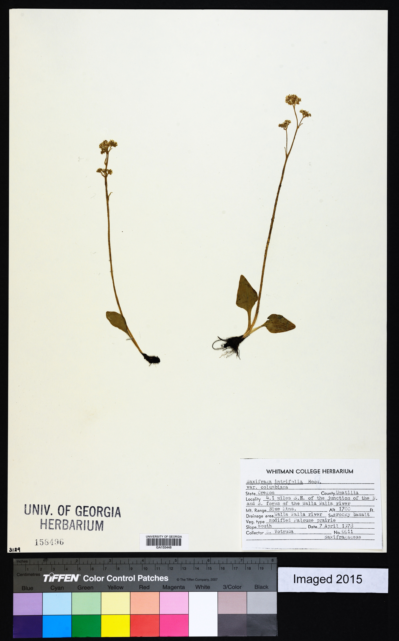 Saxifraga integrifolia var. columbiana image