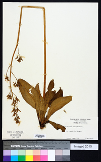 Micranthes pensylvanica image