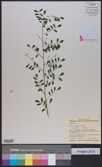 Indigofera caroliniana image