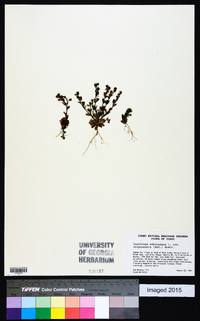 Saxifraga adscendens image