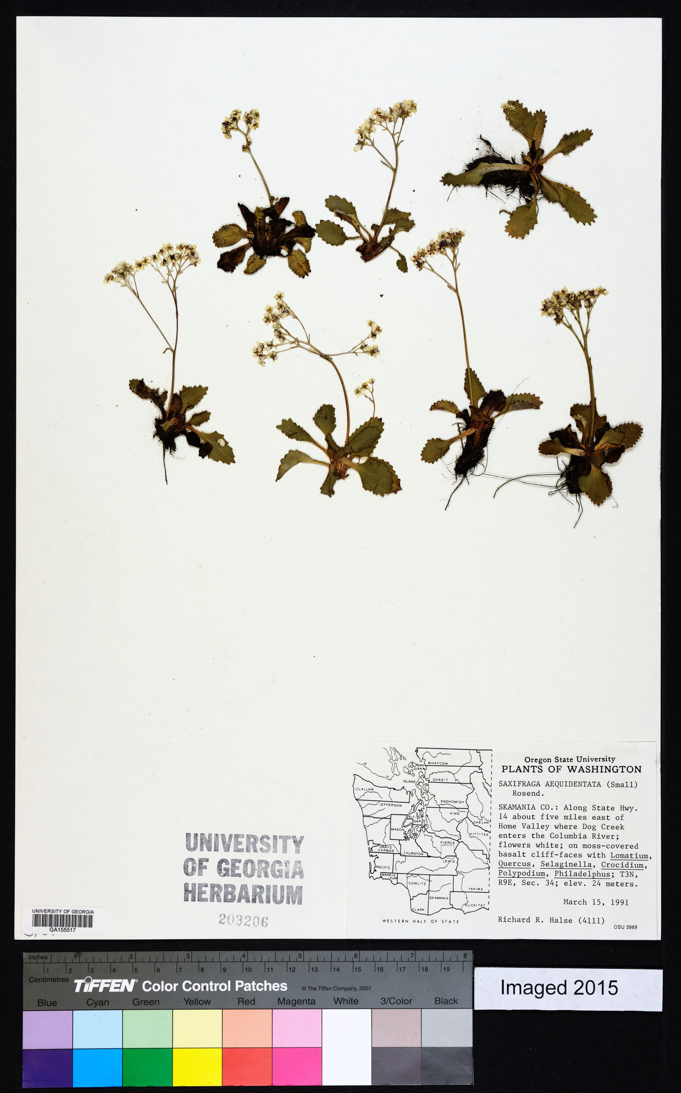 Saxifraga aequidentata image