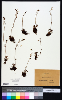 Saxifraga groenlandica image