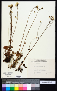 Saxifraga granulata image