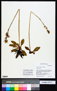 Saxifraga oregana image