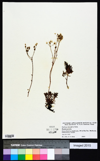 Saxifraga tricuspidata image