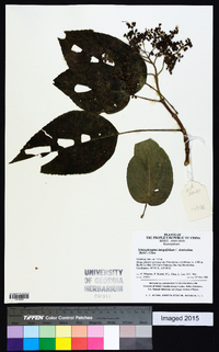 Image of Hydrangea macrosepala