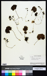 Sullivantia renifolia image