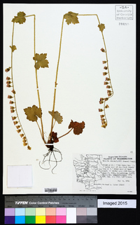 Tellima grandiflora image