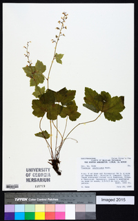 Tiarella unifoliata image
