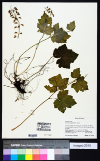 Tiarella polyphylla image