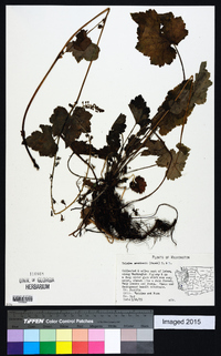 Tolmiea menziesii image