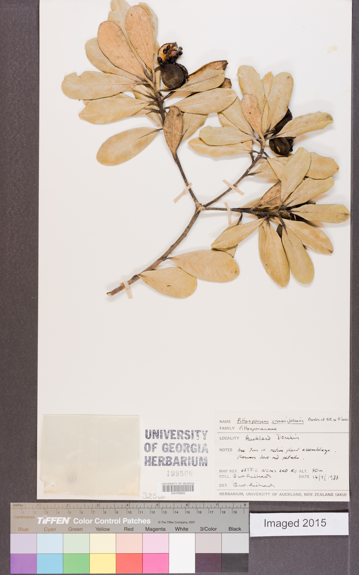 Pittosporum crassifolium image