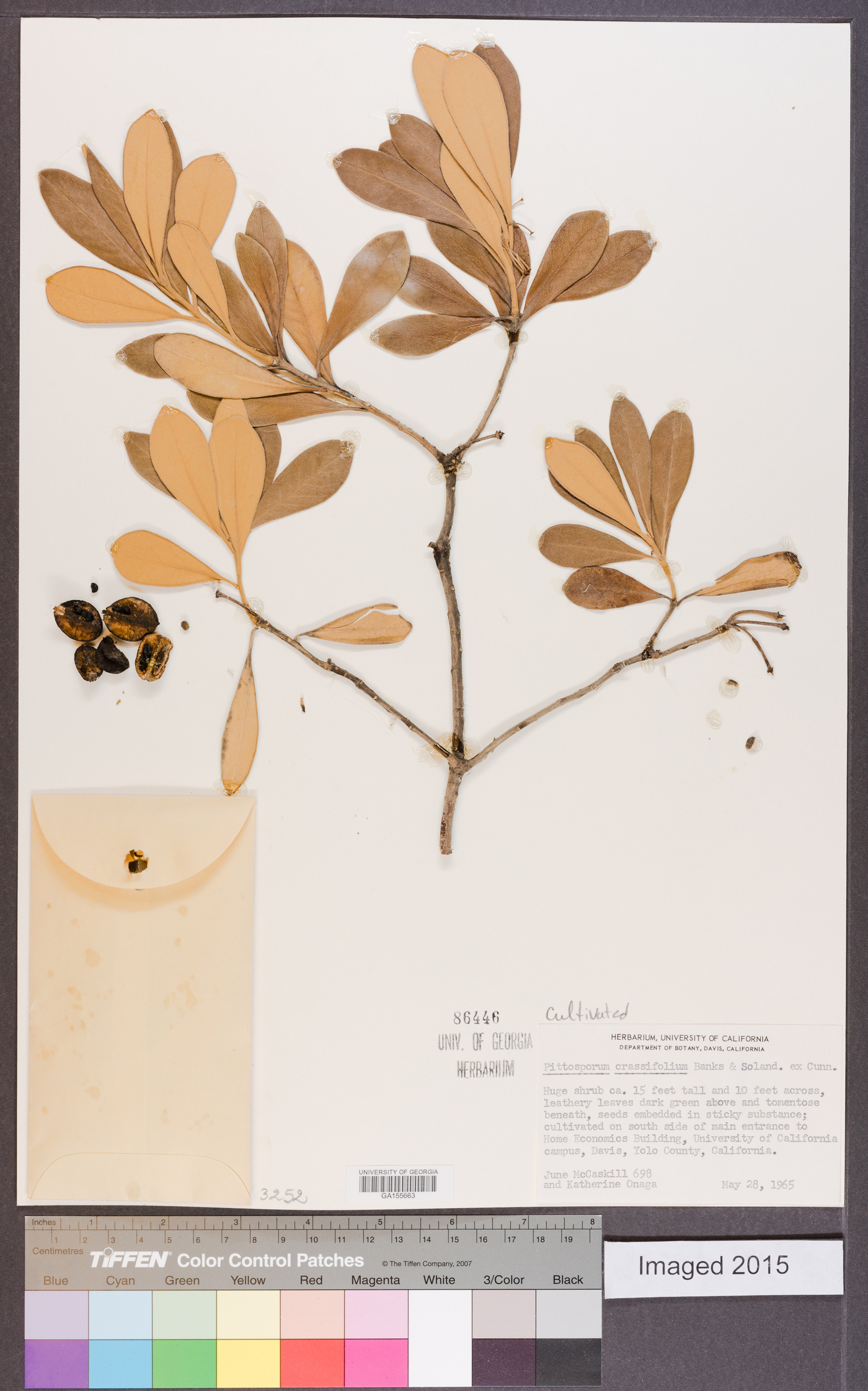 Pittosporum crassifolium image
