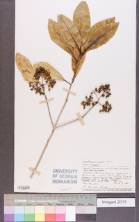 Pittosporum eugenioides image