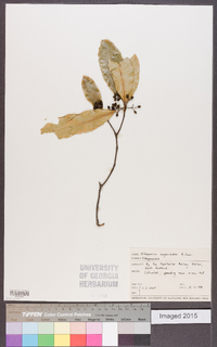 Pittosporum eugenioides image