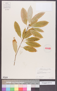 Pittosporum eugenioides image