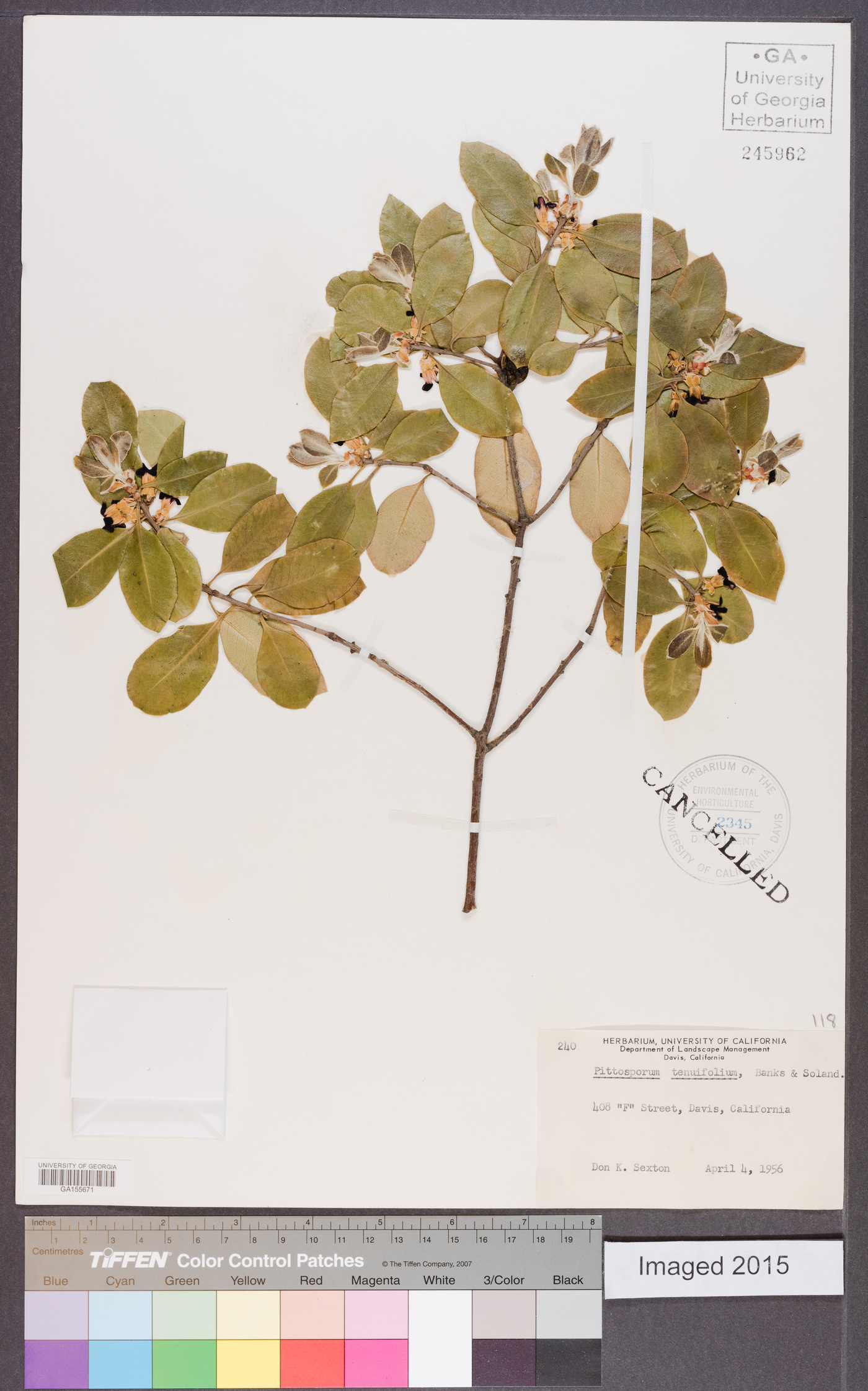 Pittosporum tenuifolium image