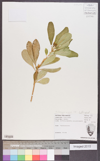 Pittosporum tobira image