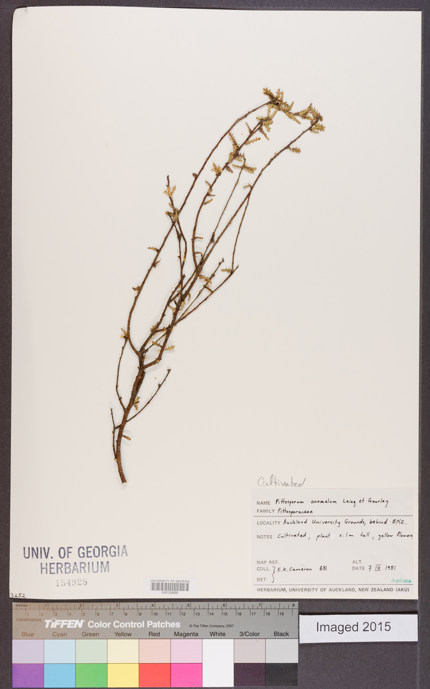 Pittosporum anomalum image