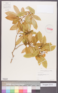 Pittosporum undulatum image