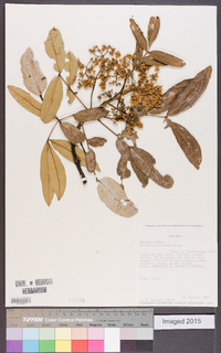 Brunellia rhoides image