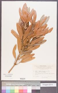 Image of Cunonia purpurea