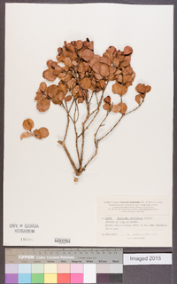 Image of Pancheria engleriana