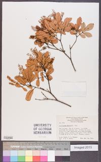 Weinmannia silvicola image