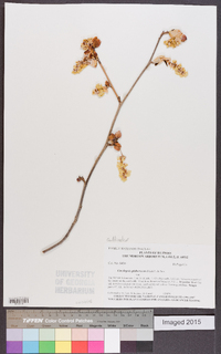 Corylopsis glabrescens image