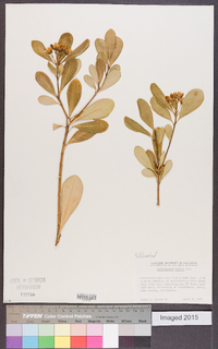 Pittosporum tobira image