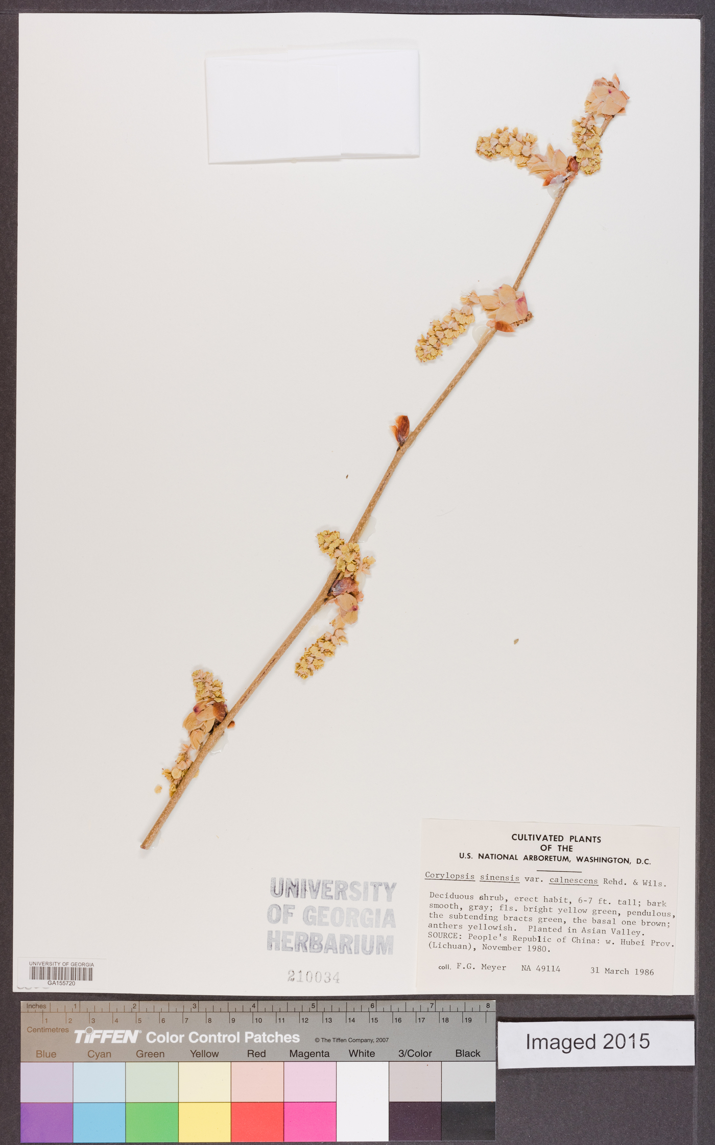 Corylopsis sinensis image