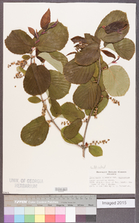 Corylopsis sinensis image