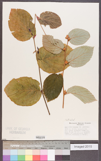 Corylopsis sinensis image