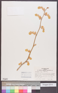 Corylopsis spicata image