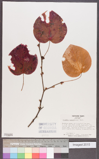 Disanthus cercidifolius image