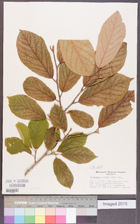 Fortunearia sinensis image
