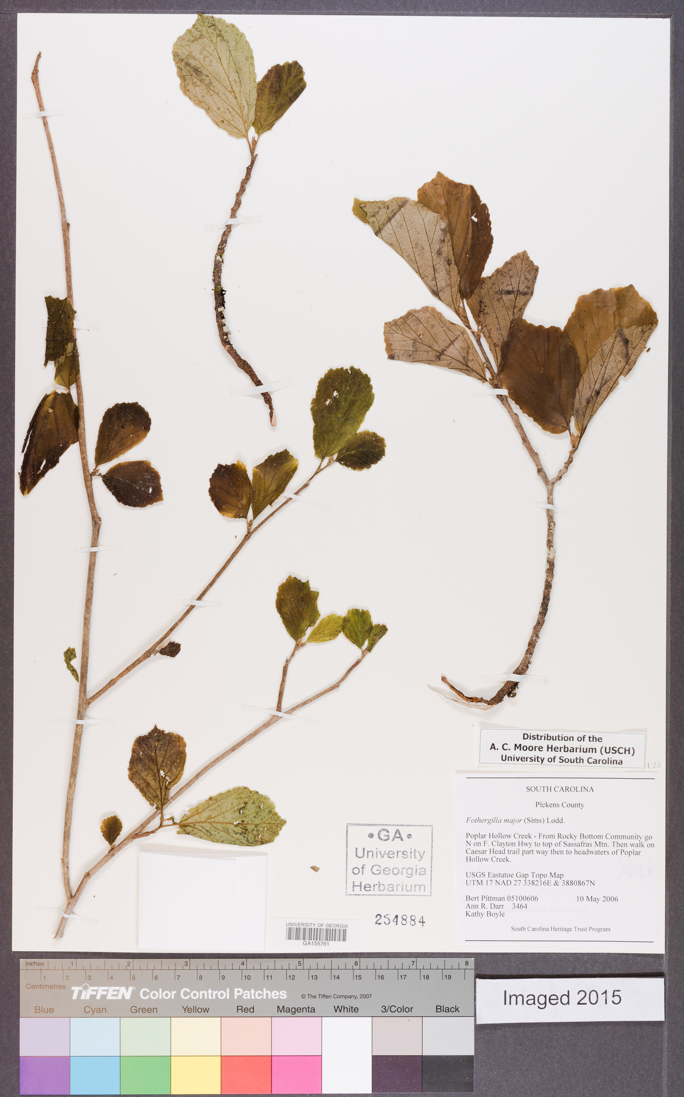 Fothergilla major image