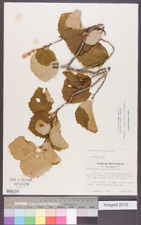 Fothergilla major image