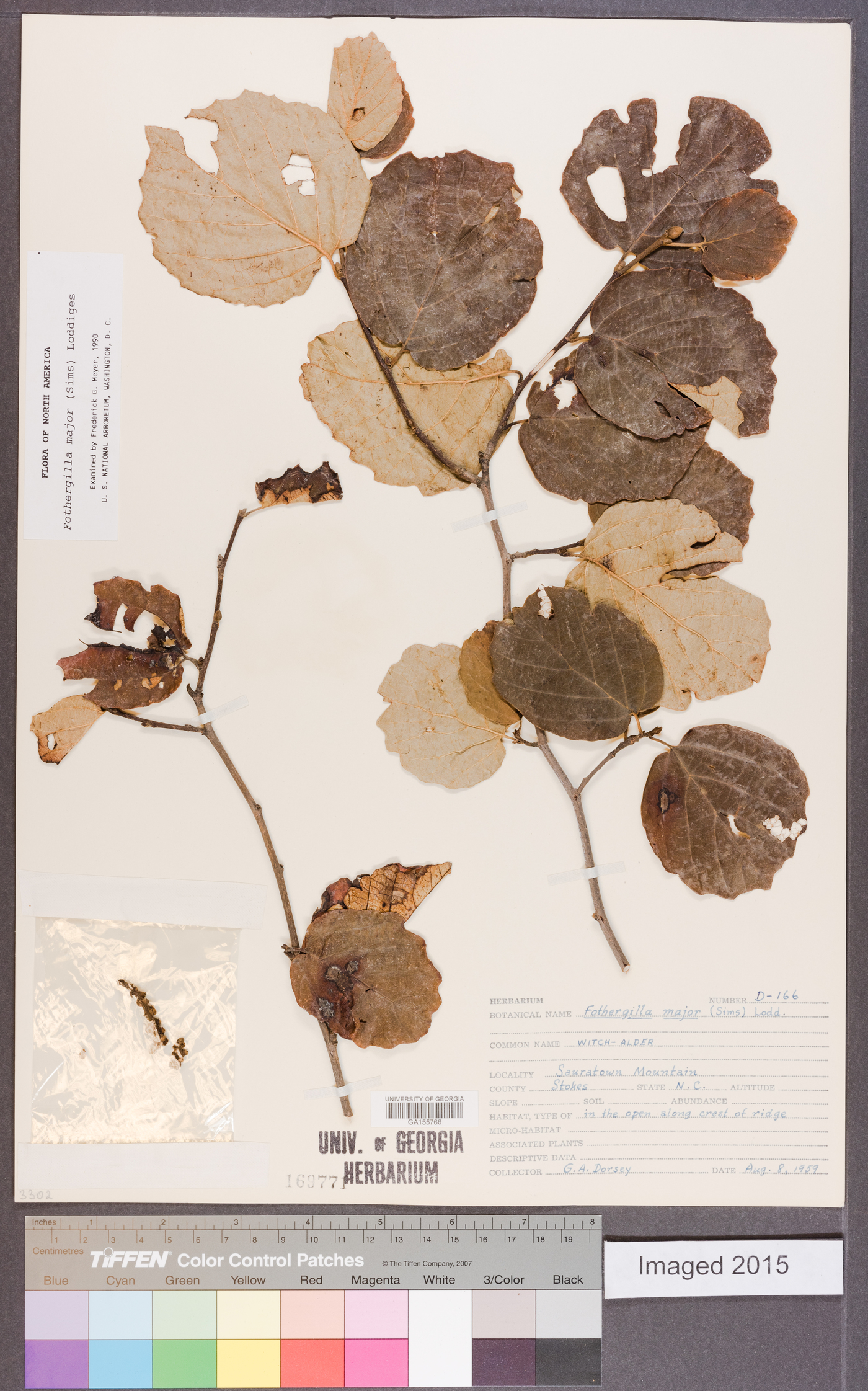 Fothergilla major image