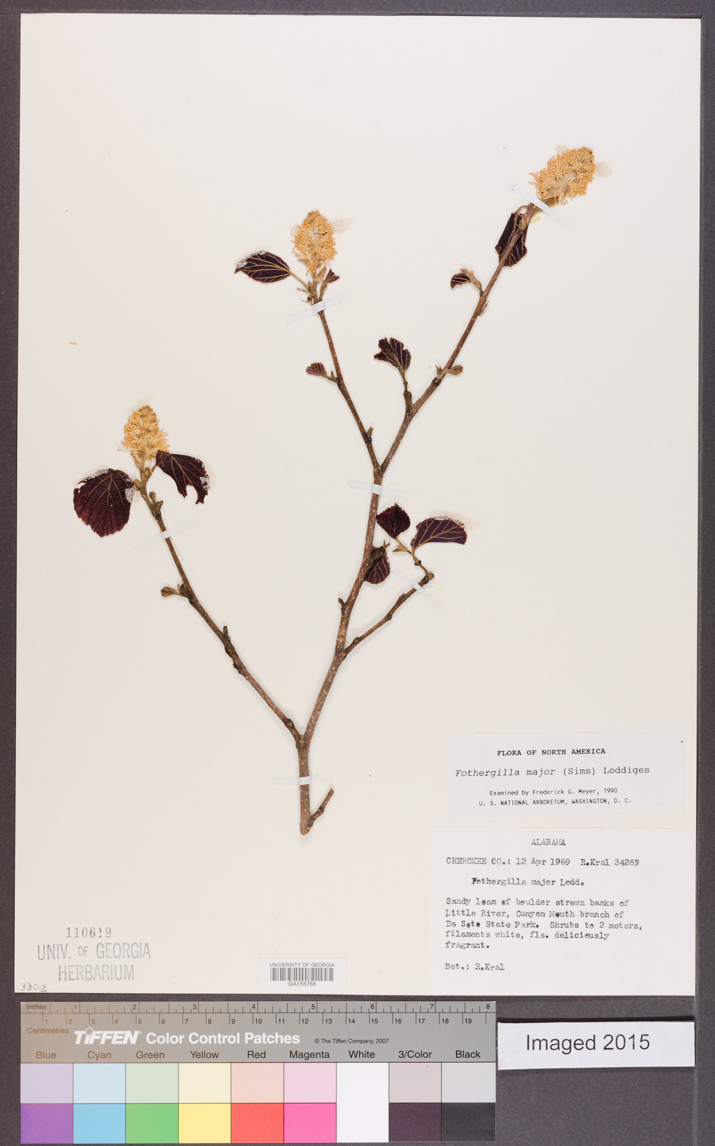 Fothergilla major image